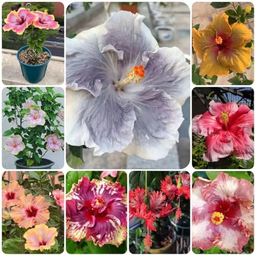 20 pcs hibiskus winterhart samen - bienen wiese bonsai topf ausgefallene geschenke dachbegrünung bienenfreundliche blumensamen winterfeste pflanzen für balkon wildblumenwiese saatgut