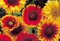 Stk - 135x Kokardenblume mix Gaillardia aristata Garten Pflanzen - Samen K55 - Seeds & Plants Shop by Ipsa