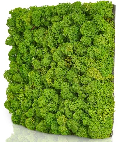 naturewalls Moospaneele Flex - 25 x 25 (selbstklebend) - Moosbild Islandmoos - Mooswand selber machen - Moosplatte