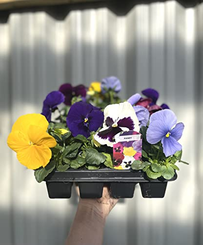 12 Pack Pansies | 12 Plants | Yorkshire Grown | Bedding Plants Plant Out Now