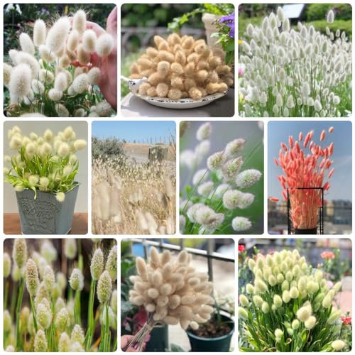 450 Pcs Hasenschwanzgras Pflanze Samen - Lagurus Ovatus - Zimmerpflanzen Groß, Grünpflanzen Zimmerpflanzen Bunny Tails, Ziergräser Samen, Schnellwachsende Sträucher Als Sichtschutz