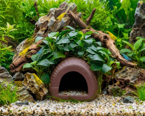 NatureHolic Anubias Home Versteckhöhle - bepflanzte Aquarium Deko aus Keramik - Höhle mit echter Anubias Pflanze - Rückzugsort für Garnelen Krebse Welse - handgefertigt - ca. 8 x 5,5 cm