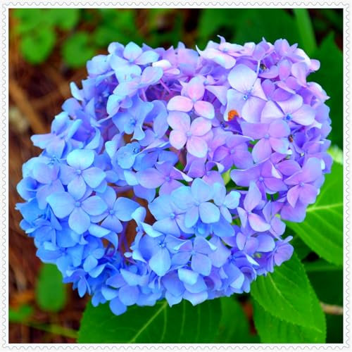 Hortensien in seltenen Farben, extrem winterharte Blumenzwiebeln, Staude, Brautstrauß, romantisch, Innen- und Gartendekoration-2 zwiebeln-D