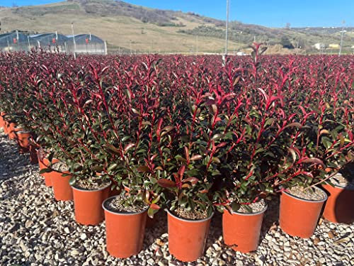 Photinia x Fraseri Robusta Compacta vaso 19 cm
