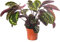 Calathea Medalion Large Indoor House Plant Real Evergreen Tall Big Rare Plants (50-60cm (Incl. Pot))
