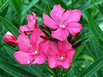 . Prime Blumensamen Oleandern Year-Round Zimmerpflanze Pflanzen für Balkon Garten Samen Küche Garten Samen Packung