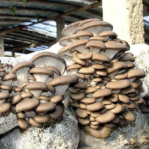 10 pezzi deliziosi semi di funghi ostrica pianta vegetale giardino cortile decorazione semi per piantare giardino Semi di funghi ostrica