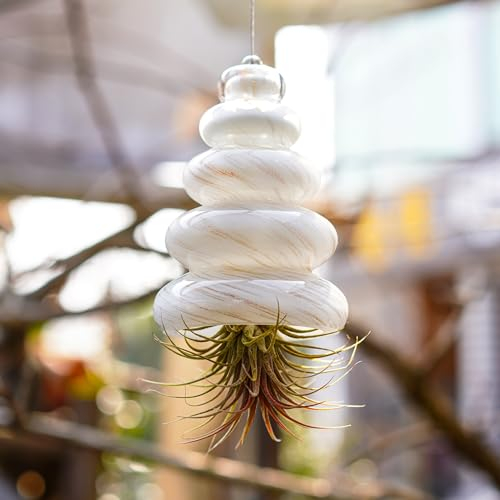 H&D HYALINE & DORA Geblasenes Glas, Kunst-Baum-Dekor, hängender Pflanzgefäß, Glas-Luft-Pflanzenhalter für Fensterbank, kleines Sukkulententen-Glas-Terrarium (keine Pflanzen)