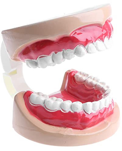 Luzhengyang 2 herramientas de enseñanza de modelo de dientes para niños para salud bucal y demostración dental, kit recomendado por médicos para educación dental, ideal para la oficina del médico y el