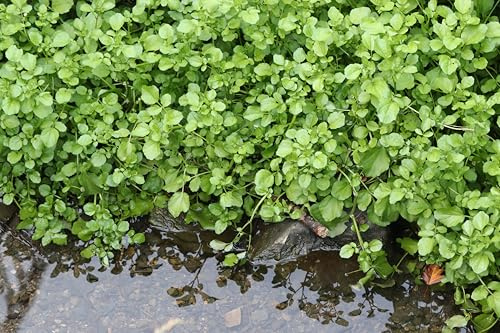 PondPlantsUK 2 x Native Plants for Ponds - Including a Pot and Compost - Live Water Plant Aquatic Pond Lake Marginal (Nasturtium Officinale)