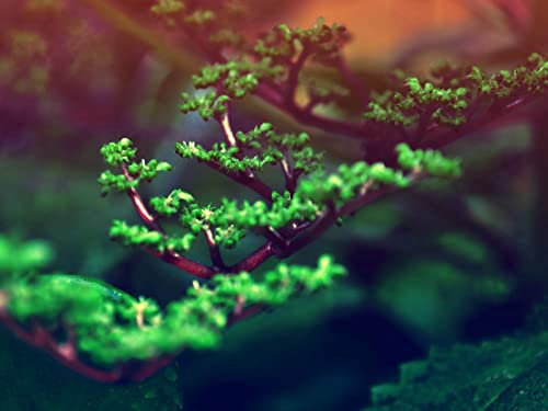 Puzzle 1000 Teile,Geschicklichkeitsspiel für die ganze Familie,-Zweige, Nieren, grün, 70x50cm