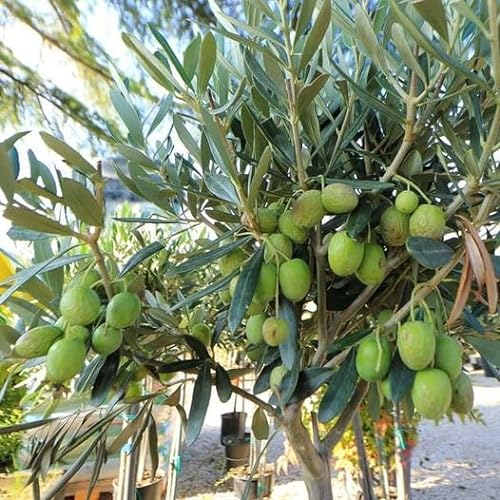 EURO PLANTS VIVAI Olivo Leccino - Pianta da Frutto su Vaso Mastello da 35 cm Altezza Max 200-240 cm - 10 Anni