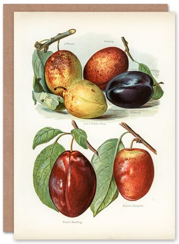 Artery8 John Wright Art Card Plum Varieties Vintage illustration