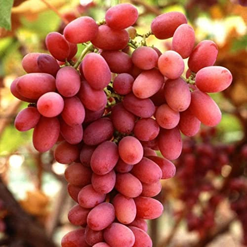 UVA DA TAVOLA CRIMSON ROSA SENZA SEMI,RESISTENTE, GRANO CROCCANTE, TARDIVA VASO 2 LITRI 60-70 CM PRODUTTIVA