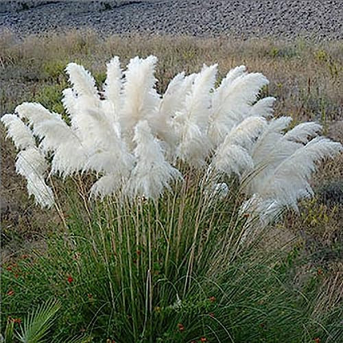 Rotyroya 500pcs graines de plantes ornementales d'herbe de pampa, jardin cour croissante bricolage décor à la maison Blanc