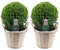 Plants by Frank | Echte Stechpalme Kugel | 2x Ilex crenata 'Jenny' kugel im Korb | set von 2 Stück | 20 cm Ø durchmesser | Buchsbaum ersatz | Ilex | Gartenpflanzen | Buchsbaum | Herbst Pflanzen