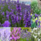 200 pcs Lavendel Pflanze Samen - Lavendelsamen kräuterbeet blumendeko pflanztöpfe Lavendel Samen Mehrjährig Winterhart, kräutersamen flower plantura wildblumensamen indoor plants indoor