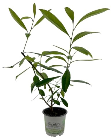 Mate Strauch, Ilex paraguariensis