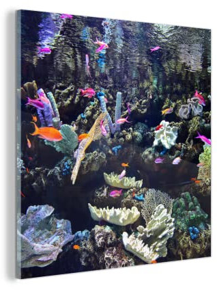 MuchoWow Glasbild Glasfoto Wandbild Bilder Deko 50x50 cm Buntes Aquarium