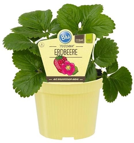 DECOALIVE 8436606536391 - Fresa Silvestre Planta Natural Fresas en Casa