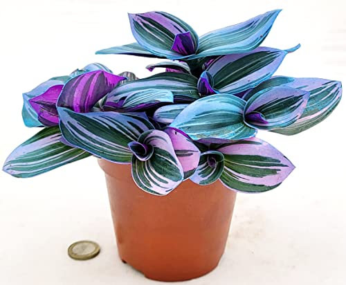 POWERS TO FLOWERS - TRADESCANTIA NANOUK COLOR LIFE BLU, VASO 12CM DIAMETRO, pianta vera
