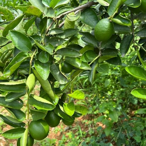 Limonero resistente - semillas - Serie de plantas raras - balcón con camas elevadas semillas de limón fruta fresca Plantas resistentes al invierno para balcones plantas en macetas 75pcs