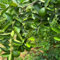 Limonero resistente - semillas - Serie de plantas raras - balcón con camas elevadas semillas de limón fruta fresca Plantas resistentes al invierno para balcones plantas en macetas 75pcs