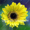 Sumpf Frische 50 Stück Gerbera Blume Samen zum Pflanzen von Gelb