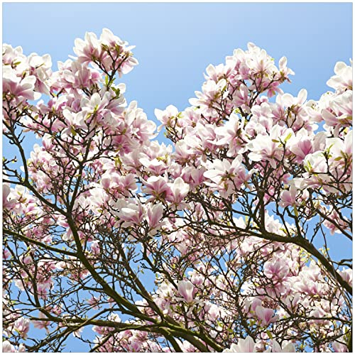 Wallario Glasbild Schöne rosa Magnolien-Blüten vor blauem Himmel - 50 x 50 cm Wandbilder Glas in Premium-Qualität: Brillante Farben, freischwebende Optik