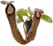 Fangblatt - Nepenthes boschiana x klossii - eindrucksvolle Kannenpflanze - faszinierende fleischfressende Pflanze - Karnivore