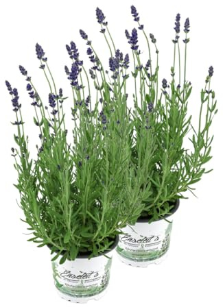 2er Set Lavendel Pflanze Hidcote Blue im 13cm Topf, Lavendula Angustifolia, winterhart
