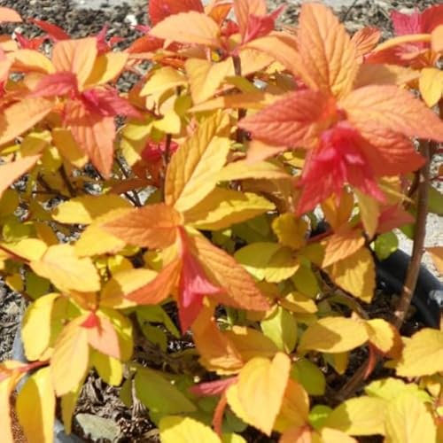 3 x Spiraea Japonica 'Goldflame' - Sommerspiere 'Goldflame' 20-25 cm im Container - Goldener Glanz im Garten