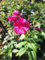 Phlox paniculata 'Kirchenfürst' Hohe Flammenblume Staude, leuchtende Blütenfarbe mehrjährig