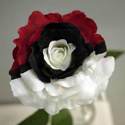 50Pcs Splendid1 Semi di fiori di rosa nera rossa bianca rara Bella pianta domestica da giardino per piantare giardini