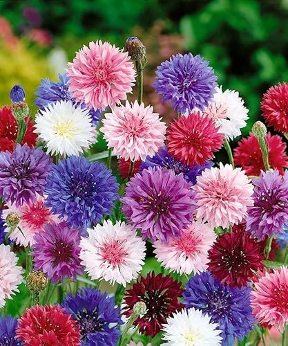 250 Graines de Centaurée Cyanus - Double fleurs - Mix de Couleurs - Centaurea cyanus - Fleur Jardin - 286