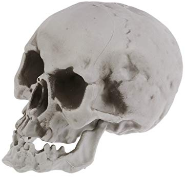 Sewroro 1 Stück Lebensgröße Skelett Schädel Menschlicher Schädel Modell Kunststoff Menschlichen Kopf Skelett Figuren Skulptur Realistische Menschliche Kopf Knochen für Halloween Dekor