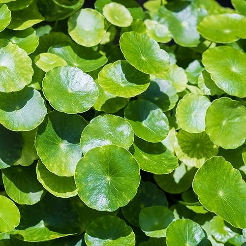 150 pcs Centella asiatica samen - vanille pflanze, anpflanztöpfchen, Gotu Kola, kräutergarten küche, bodendecker samen winterhart kräuterbeet indoor, bio samen kräuterpflanzen, gartenpflanzen