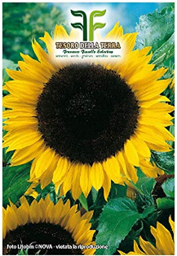 Sementi Semi In Busta Girasole Gigante Helianthus Annuus Giardinaggio Coltivazione Fiori