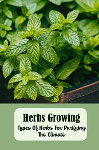 Herbs Growing: Types Of Herbs For Purifying The Climate