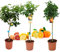Pack Limonero - Naranjo - Pomelo - Mandarino Planta Natural - (Altura 110 Cm) Maceta 22 cm (Pack Limonero+Naranjo+Pomelo)
