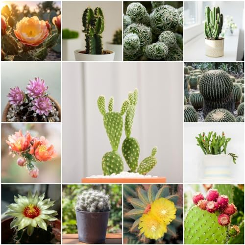 500 pcs kaktus baum samen - nachhaltige geschenke für frauen kakteen samen,fleischfressende pflanzen,Sukkulenten succulent plants balkonpflanzen winterhart kräuterlinge seed dachbegrünung
