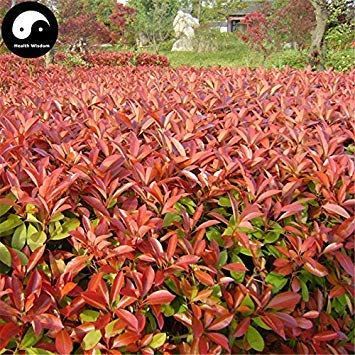 Semillas Comprar Photinia serrulata árbol 200pcs Planta Red Robin para Heather Shi Nan