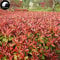 Acquista Photinia Serrulata Albero semi 200pcs Robin Flora Rosso per Heather Shi Nan