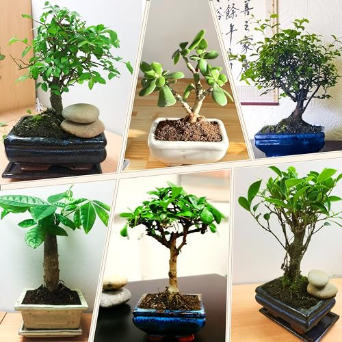 2 Evergreen Bonsai Selection in Ceramic Pot, Indoor Outdoor Plant Low Maintenance Garden Home Décor, Random Selected from: Ficus Weeping Fig/Chinese Elm/Sageretia/Jade Plant/Pachira Money Tree