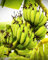 Pianta di BANANO WILD ‘Musa Balbisiana’ Resistente al freddo - in vaso Ø 18 cm - H. 70/80 cm