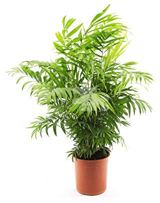Bergpalme ca. 60 cm – Chamaedorea Elegans Zimmerpflanze für Innenräume, Luftreinigend, Pflegeleicht, Ideal für Wohnzimmer & Büros