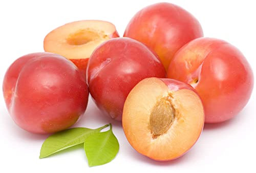 Plum Trees, Multi-Pack, 3 x Tall Plants in 10 Litre Pots, 1.5 to 1.8 Metre Height, Fruit Trees, Large Size, Mature Plants, Garden Ready and Ready to Plant, Premium Quality Fruit