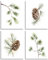 TOCDGOO Wandkunstdrucke mit Tannenzapfen – minimalistisches Aquarell-Poster mit Tannenbaum und Ast, abstrakte botanische Dekoration für Zuhause oder Büro, ungerahmt, 20,3 x 25,4 cm,