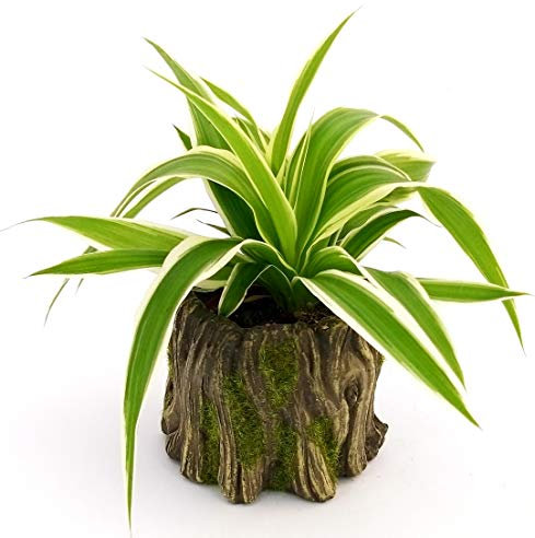 POWERS TO FLOWERS - CHLOROPHYTUM, FALANGIO MINI IN VASO CERAMICA TRONCO DI LEGNO, pianta vera