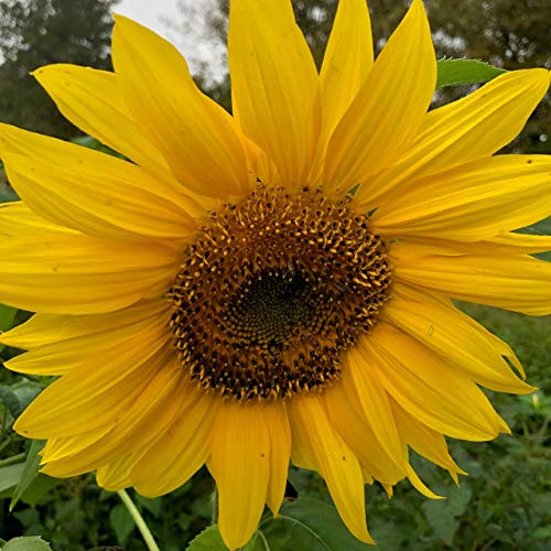 Genipap 50 x Sonnenblumensamen.
